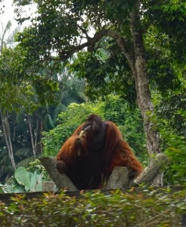 zoo-melaka